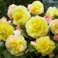 5 Bégonias doubles jaunes - L'ombre enfin fleurie