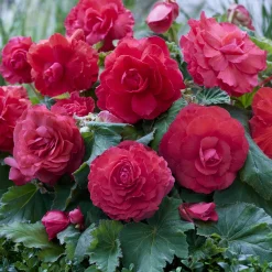 5 Bégonias doubles roses - Fleurs doubles tout l'été
