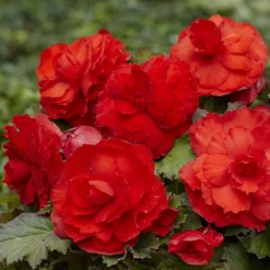 5 Bégonias doubles rouges - Un rouge éclatant tout l'été