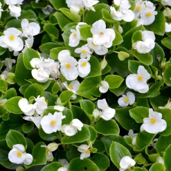 Bégonia semperflorens blanc - Fleurit partout sans effort