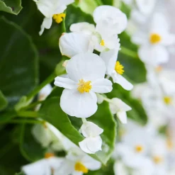 Bégonia semperflorens blanc - Fleurit partout sans effort