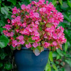 Bégonia semperflorens rose - Fleurit sans arrêt tout l'été