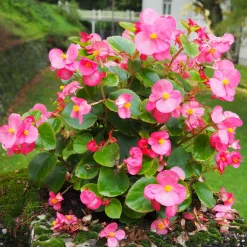 Bégonia semperflorens rose - Fleurit sans arrêt tout l'été
