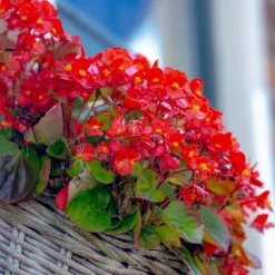 Bégonia semperflorens rouge - Fleurit sans arrêt tout l'été