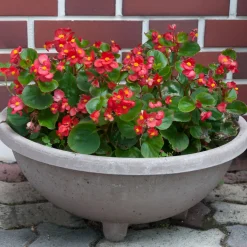 Bégonia semperflorens rouge - Fleurit sans arrêt tout l'été