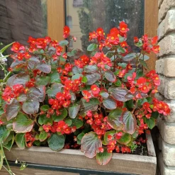 Bégonia semperflorens rouge - Fleurit sans arrêt tout l'été