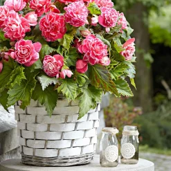 5 Bégonias à fleurs de Camélia - Une floraison XXL tout l'été