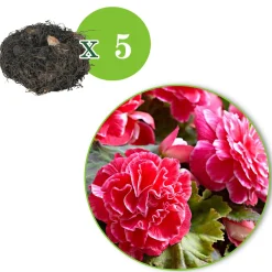 5 Bégonias à fleurs de Camélia - Une floraison XXL tout l'été
