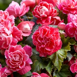 5 Bégonias à fleurs de Camélia - Une floraison XXL tout l'été