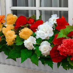 10 Bégonias frangés en mélange - Un été 100% couleurs