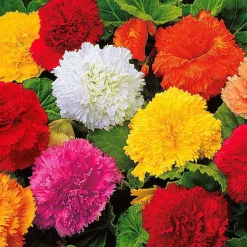 10 Bégonias frangés en mélange - Un été 100% couleurs