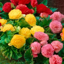 6 Bégonias multiflora Non Stop en mélange - 5 mois de fleurs non-stop