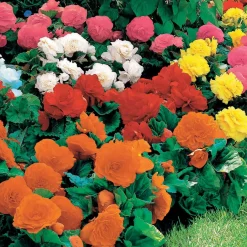 16 Bégonias Non Stop jaunes, rouges, roses, blancs en mélange - Fleurs tout l'été sans effort
