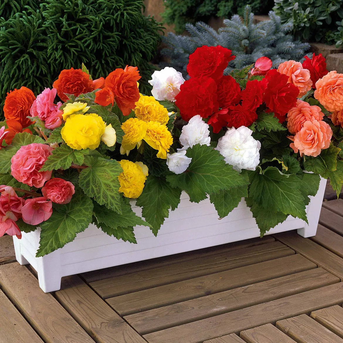 16 Bégonias Non Stop jaunes, rouges, roses, blancs en mélange - Fleurs tout l'été sans effort