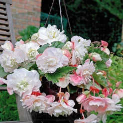 9 Bégonias parfumées en mélange - Un été parfumé et coloré