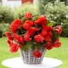5 Bégonias parfumées Red Glory - Rouge parfumé tout l'été