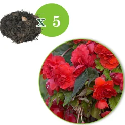 5 Bégonias parfumées Red Glory - Rouge parfumé tout l'été