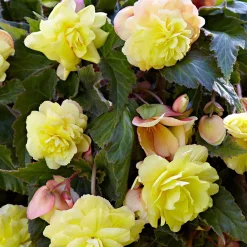 5 Bégonias parfumées Sunny Dream - Un parfum rare au jardin