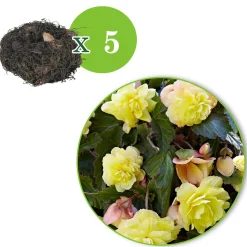 5 Bégonias parfumées Sunny Dream - Un parfum rare au jardin