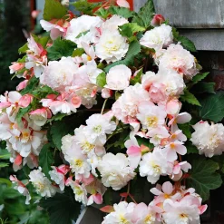5 Bégonias parfumés Angélique - Des fleurs qui embaument