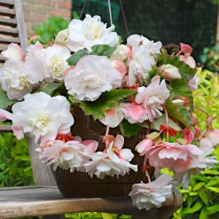 5 Bégonias parfumés Angélique - Des fleurs qui embaument