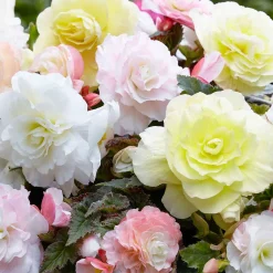 4 bégonias pastel crème et rose - Six mois de fleurs pastel