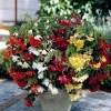 Bégonias pendula simples en mélange - Cascade de fleurs tout l'été