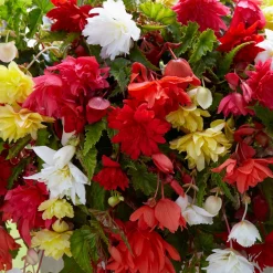 Bégonias pendula simples en mélange - Cascade de fleurs tout l'été