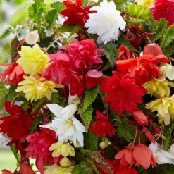 Bégonias pendula simples en mélange - Cascade de fleurs tout l'été