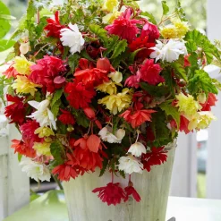 Bégonias pendula simples en mélange - Cascade de fleurs tout l'été