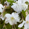 5 Bégonias retombants blancs - Cascade de fleurs blanches