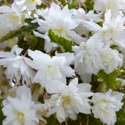 5 Bégonias retombants blancs - Cascade de fleurs blanches