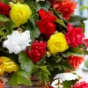 Bégonias retombants à grosses fleurs en mélange - Cascade de fleurs tout l'été
