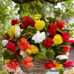 20 Bégonias retombants à grosses fleurs en mélange - Cascade de fleurs tout l'été