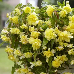 5 Bégonias retombants jaunes - Cascade jaune tout l'été