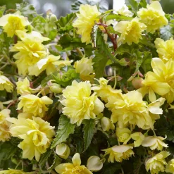 5 Bégonias retombants jaunes - Cascade jaune tout l'été