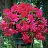 5 Bégonias retombants roses - Cascade de fleurs roses