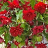 5 Bégonias retombants Scarlet - Cascade rouge tout l'été