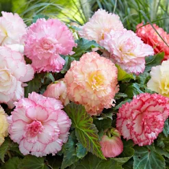 5 Bégonias Samba en mélange - Des fleurs doubles tout l'été