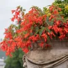 2 Bégonias Tanaïs - Un balcon fleuri sans soleil