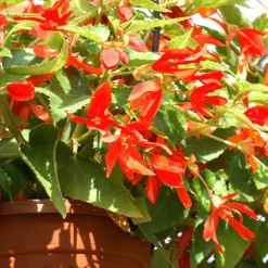 2 Bégonias Tanaïs - Un balcon fleuri sans soleil