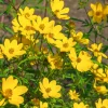 Bidens jaunes - Cascade jaune tout l'été
