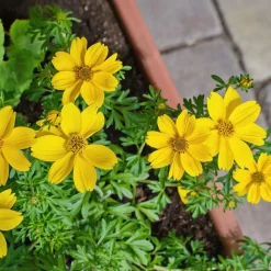 Bidens jaunes - Cascade jaune tout l'été