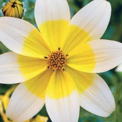 3 Bidens jaunes - Cascade jaune tout l'été