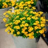 3 Bidens rouge orange - Cascade de fleurs tout l'été