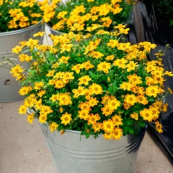 3 Bidens rouge orange - Cascade de fleurs tout l'été