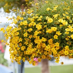 3 Bidens rouge orange - Cascade de fleurs tout l'été