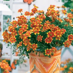3 Bidens rouge orange - Cascade de fleurs tout l'été