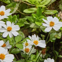 Bidens White Delight - Une cascade de fleurs blanches