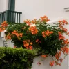 Bignone à grandes fleurs - Un mur de fleurs orange